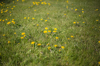Lawn covered with Dandelion weeds