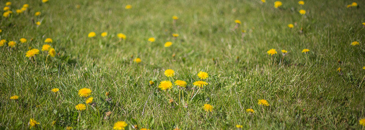 Lawn covered with Dandelion weeds