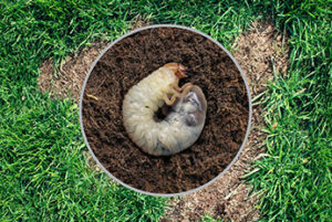 Lawn grub damage as chinch larva damages grass roots causing a brown patch disease in the turf