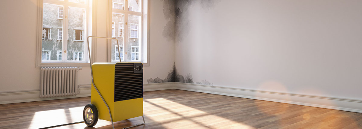 Professional Dehumidifier in room with mold due to water damage