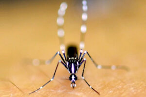 Close up of an asian tiger mosquito