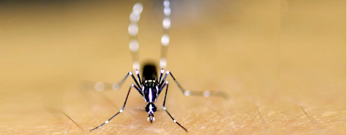 Close up of an asian tiger mosquito