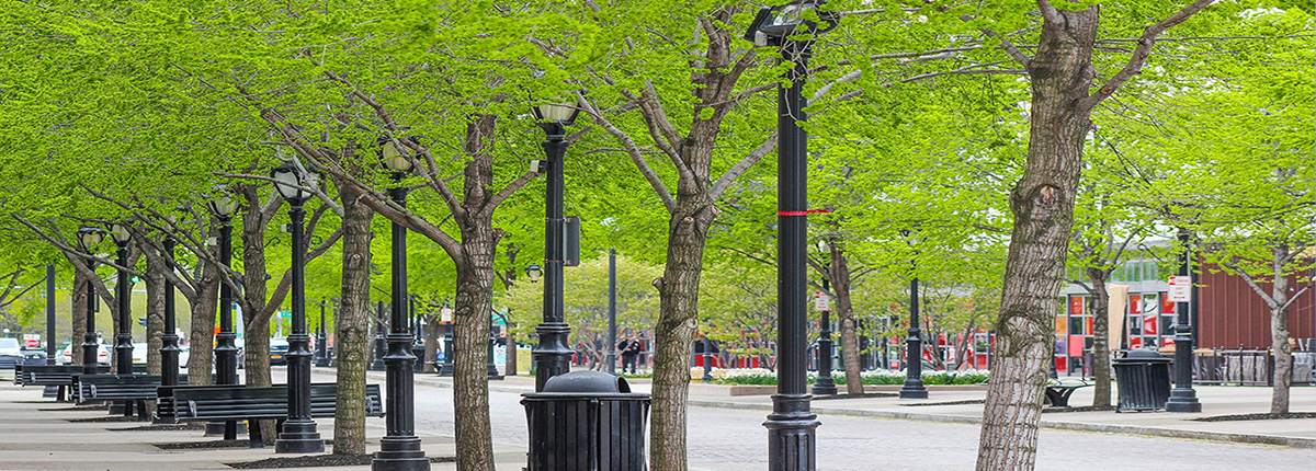 Row of trees along sidewalk next to street