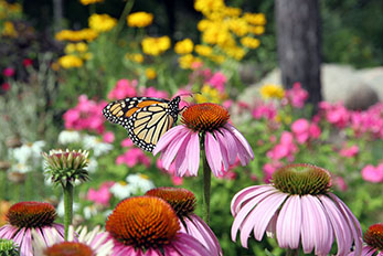 Monarch Butterfly on Purple Coneflower