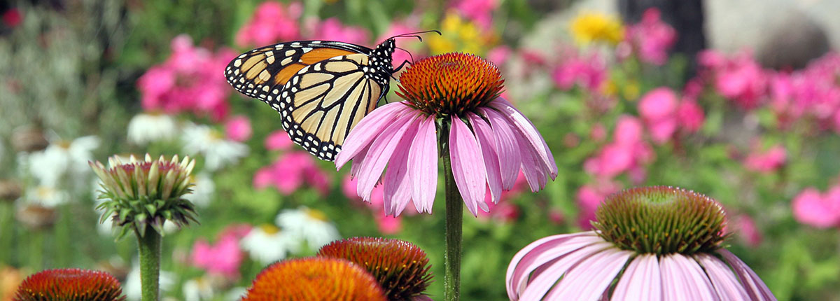 Monarch Butterfly on Purple Coneflower