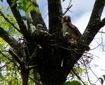 Nesting hawks at Quail Brook Golf Course