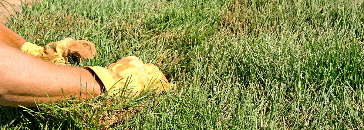 Gloved hands of landscaper inspecting turfgrass for signs of insects, disease, or weeds