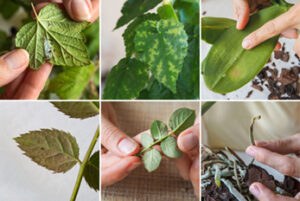 Collage of different kinds of plant pests and plant diseases
