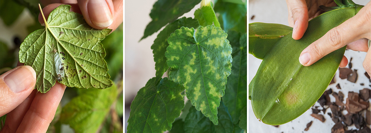 Collage of different kinds of plant pests and plant diseases