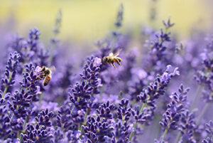 two bees flying by purple flowers