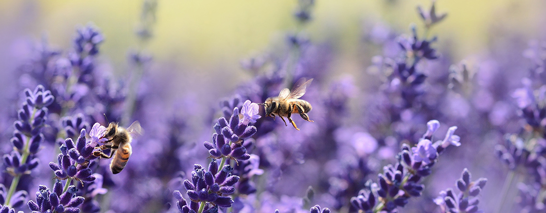 two bees flying by purple flowers
