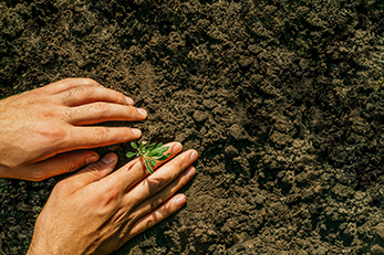 Hands gently pushing seedling into soil