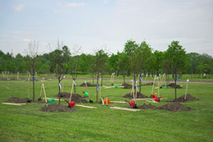 Group of recently planted trees in a grassy field surrounded by stakes and watering cans