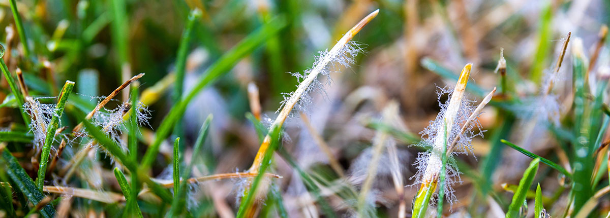 Turfgrass affected by dollar spot fungus