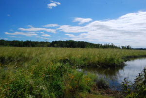 Wetland vegetation, water, and blue sky