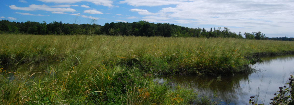 Wetland vegetation, water, and blue sky