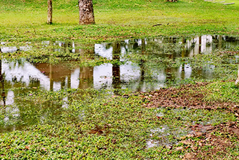 Low lying grass area flooded with rainwater