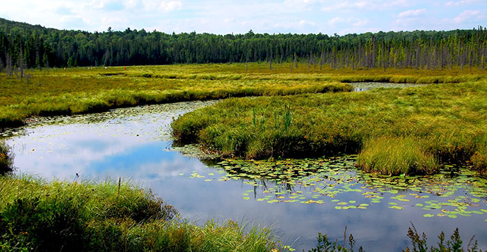 wetlands landscape